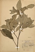 藏品(紅皮(葉下白、赤仔尾))的圖片